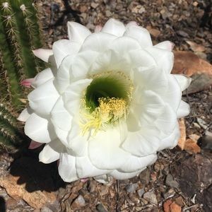 Meet your Posher, Valerie